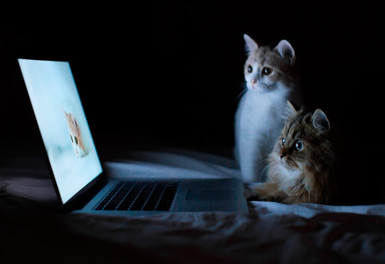 коты смотрят в ноутбук