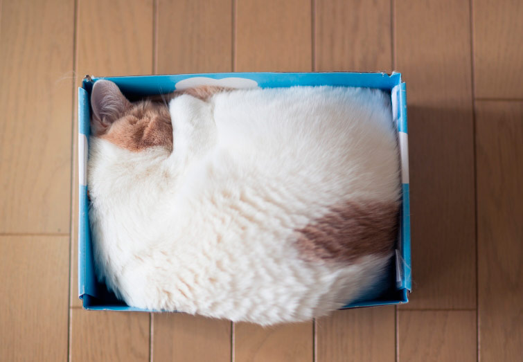 кот спит в коробке