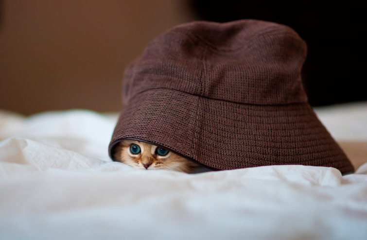котенок в шляпе