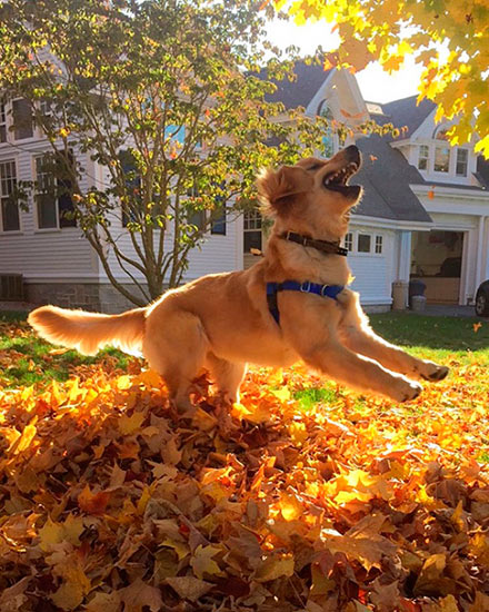 Просто пес, который впервые увидел красивые осенние листья