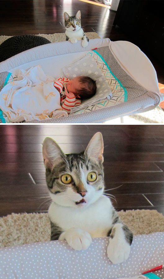 «Мы забыли сказать коту, что у нас родился ребенок»