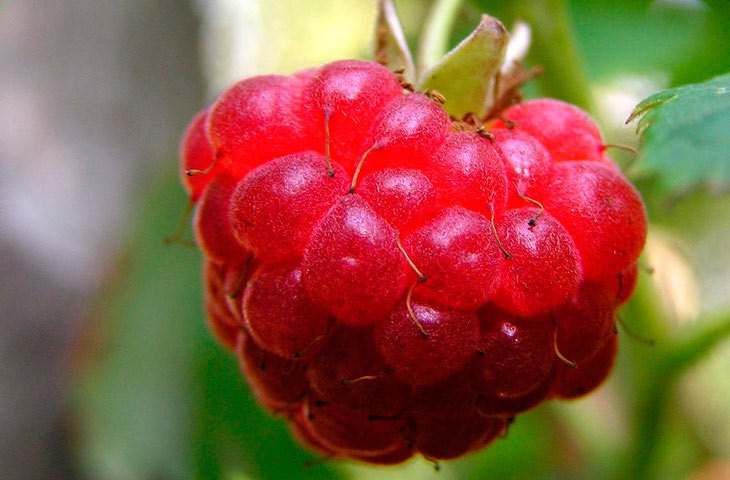 Десять продуктов, которые помогут похудеть малина raspberry