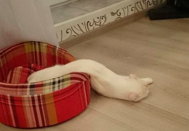Приколы про животных