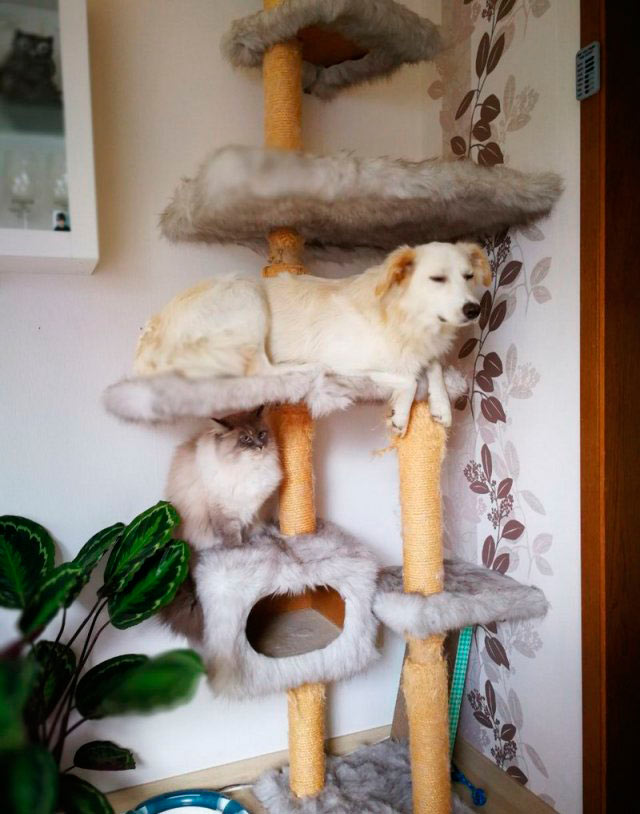 Приколы про животных