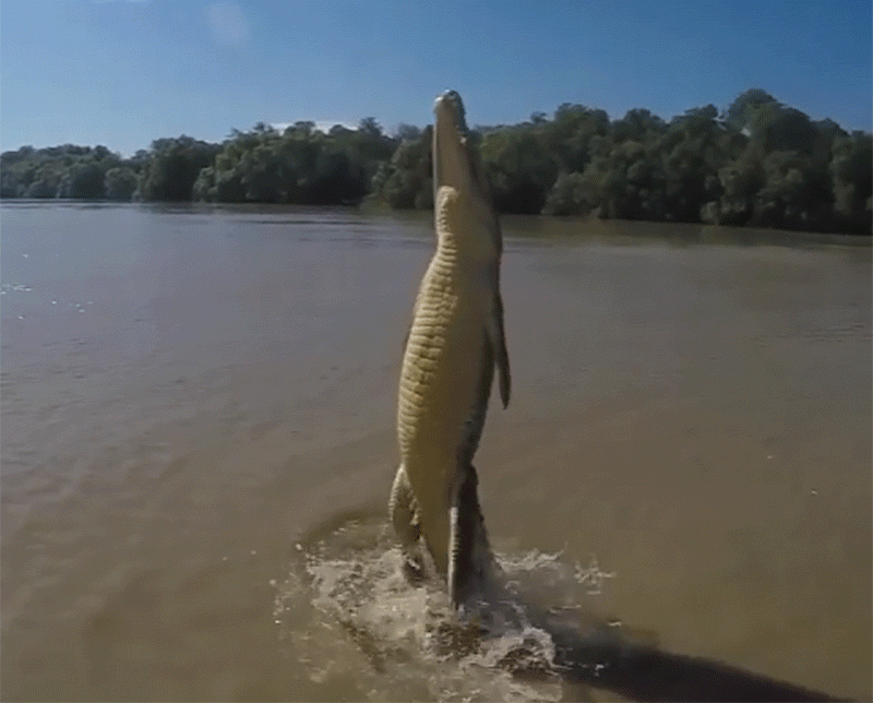 любить Австралию  крокодилы Australia crocodiles