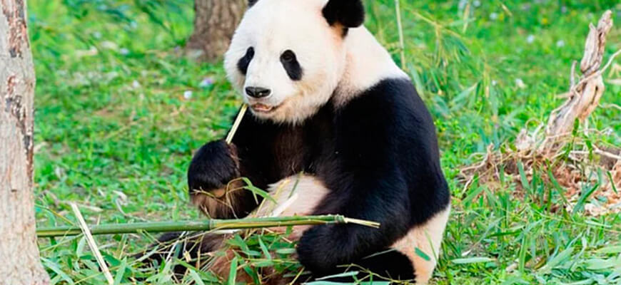 15 интересных фактов самки панд фертильны лишь 24-36 часов в год