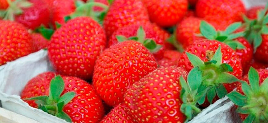 10 редких фруктов, которые стоят возмутительно дорого Клубника из фруктового бутика strawberry
