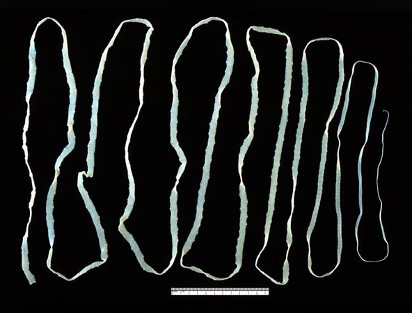 8 животных, которые способны клонировать сами себя Ленточные черви