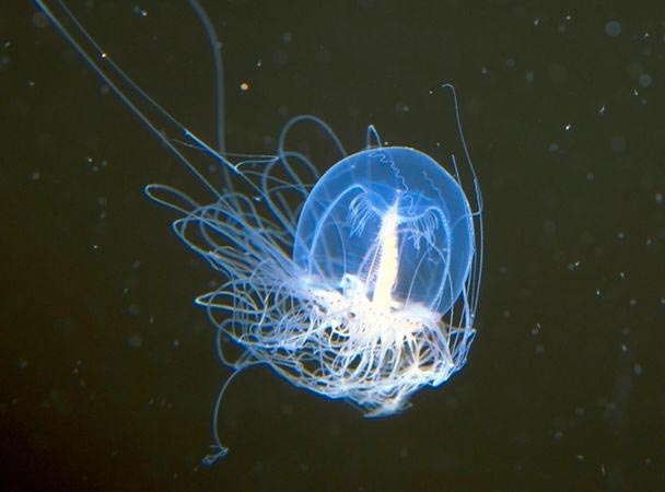 8 животных, которые способны клонировать сами себя Медузы