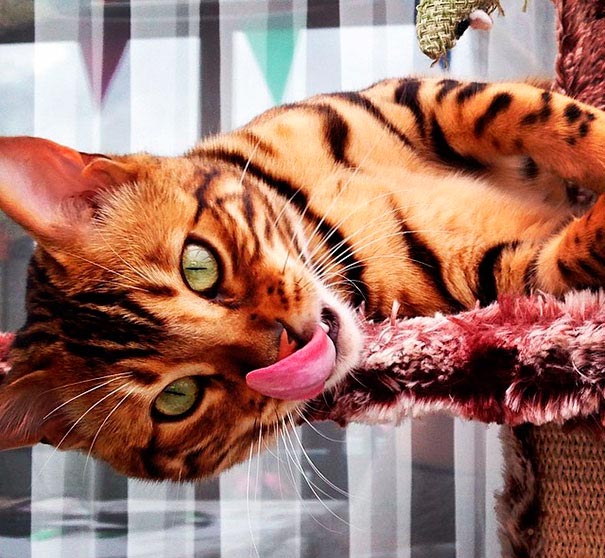 Необыкновенный красавец - бенгальский кот