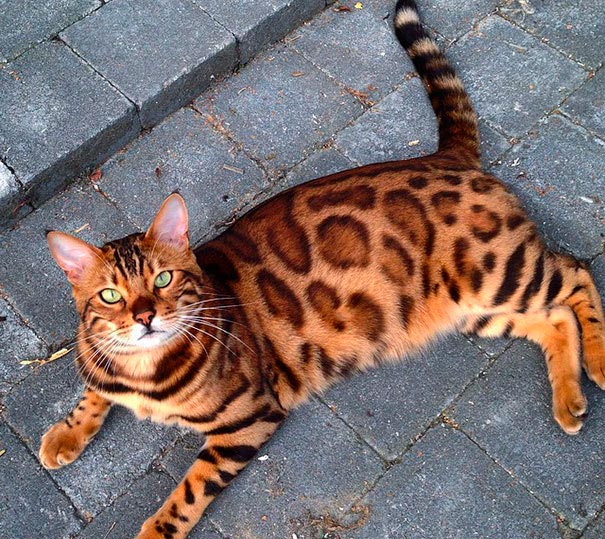 Необыкновенный красавец - бенгальский кот