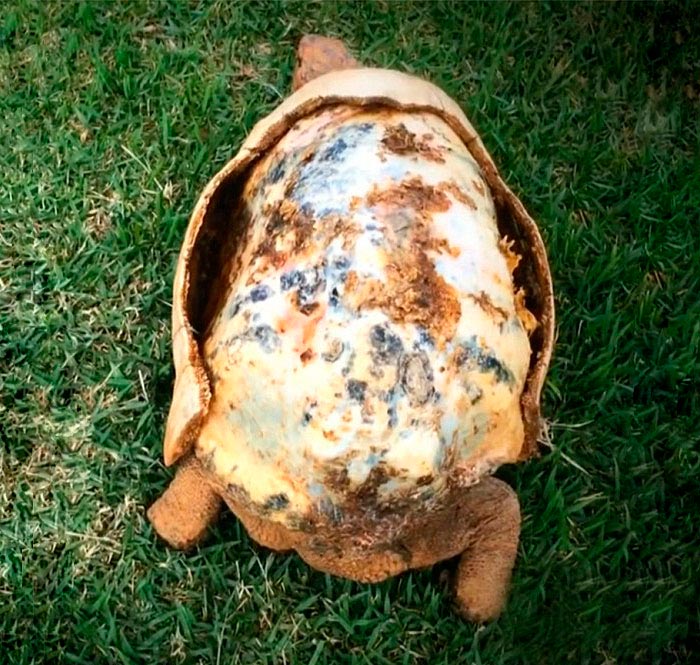 Черепаха получила новый панцирь напечатанный на 3D-принтере