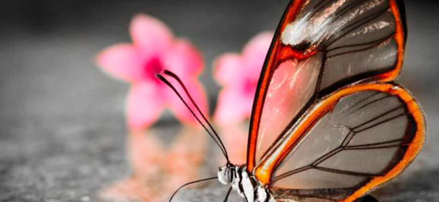 ТОП-10 бабочек поразительной красоты Стеклянная бабочка
