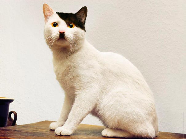 Коты с самой необычной раскраской шерсти
