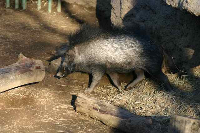 Самые редкие в мире животные Висайская бородавчатая свинья