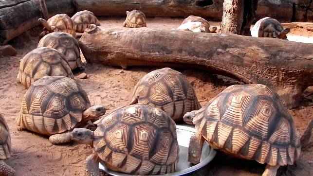 Самые редкие в мире животные Мадагаскарская клювогрудая черепаха Astrochelys yniphora