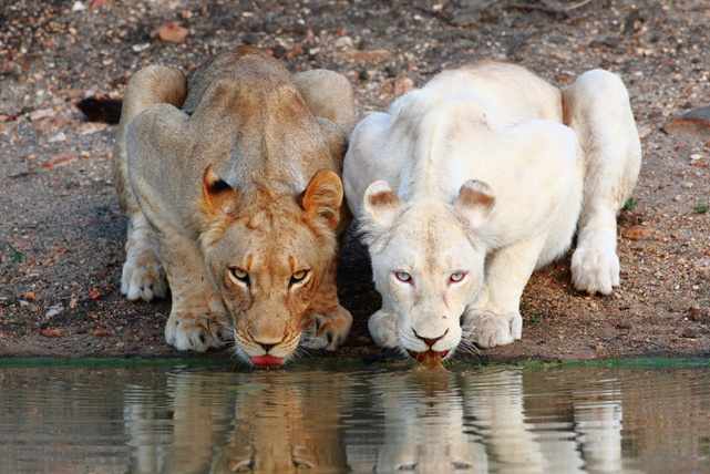 Самые редкие в мире животные Белый лев