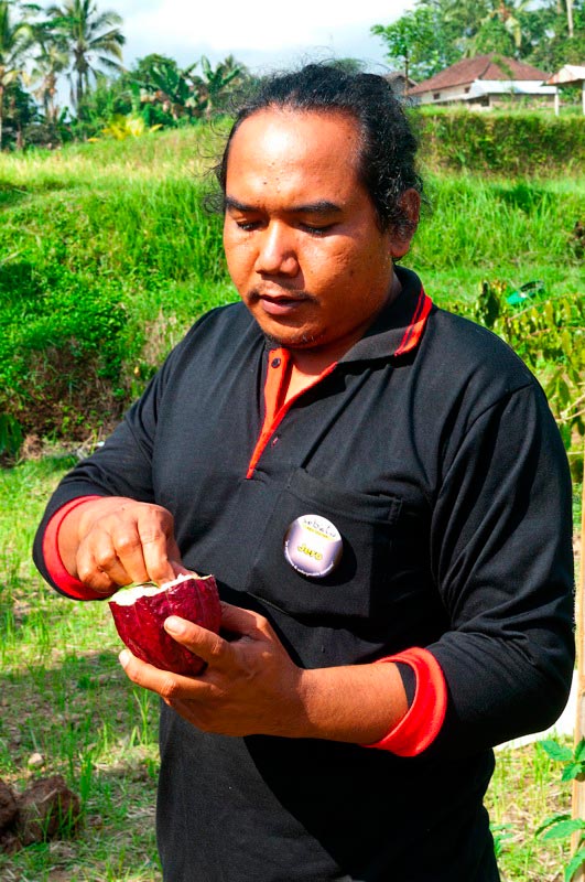 Индонезия: как обрабатывают и выращивают какао