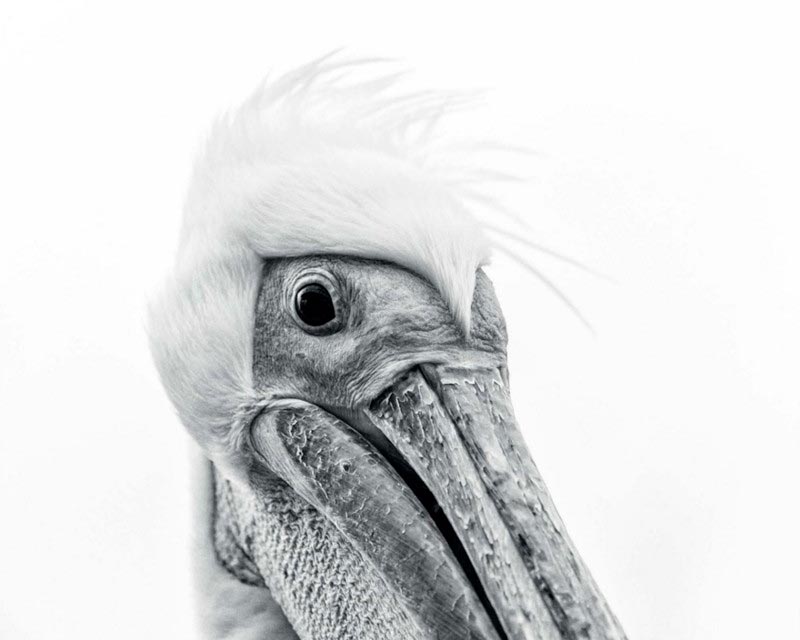 Bird Photographer of the Year 2017: лучшие фотографии птиц Портрет пеликана. Анна-Март Крюгер, Намибия