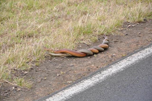 Причины любить Австралию издалека Змеи