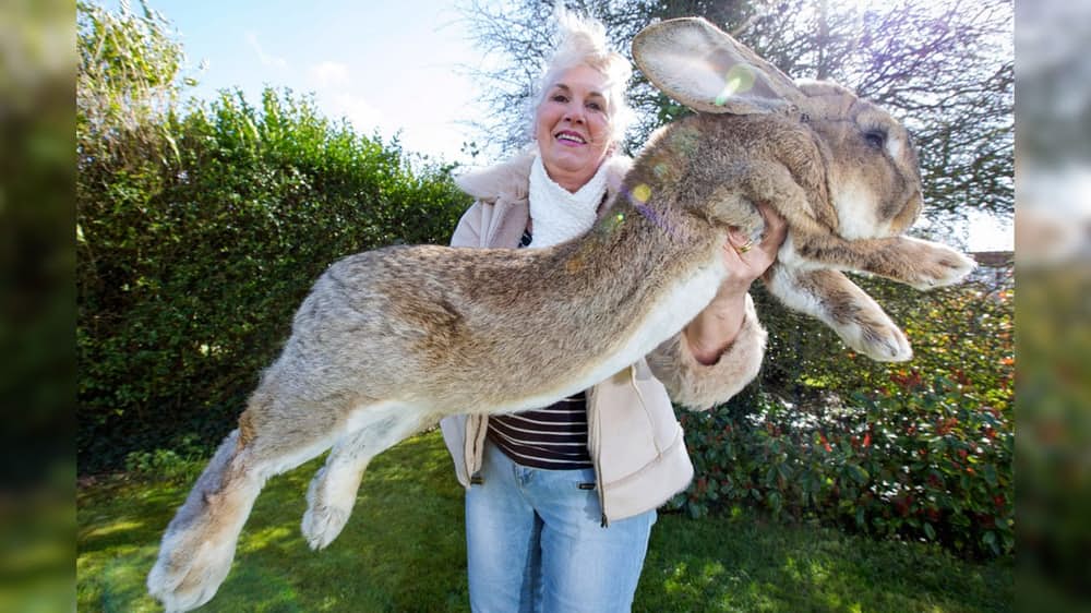 Аномально-крупные животные Кролик