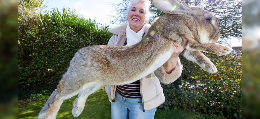 Аномально-крупные животные Кролик