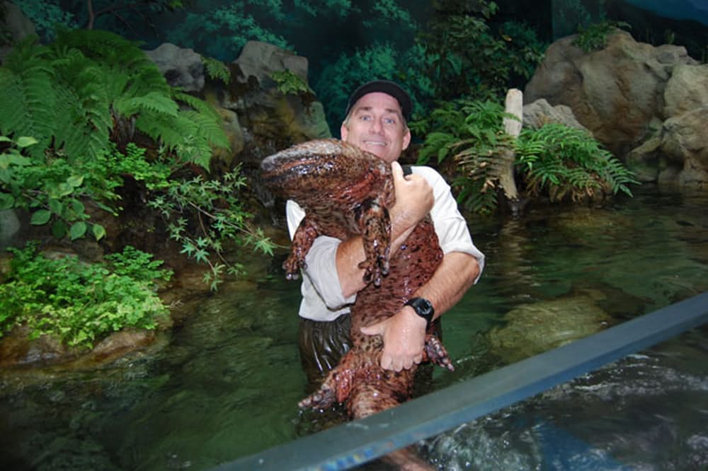 Аномально-крупные животные Китайская исполинская саламандра