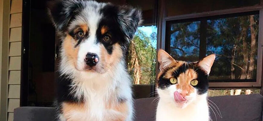 Двойники в мире животных собака кот
