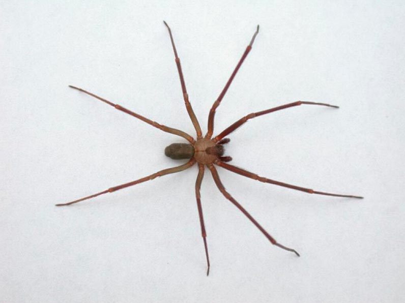 poisonous animals ядовитые животные Коричневый паук-отшельник brown recluse spider