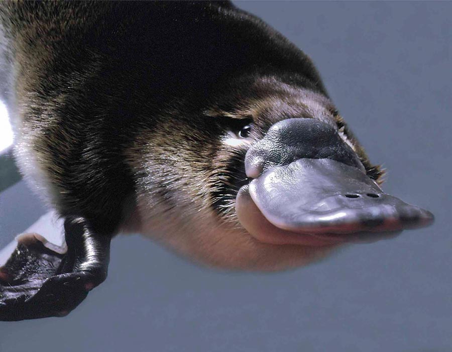 poisonous animals ядовитые животные Утконос platypus