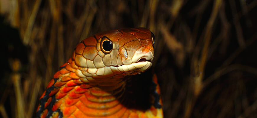 poisonous animals ядовитые животные Королевская кобра king cobra