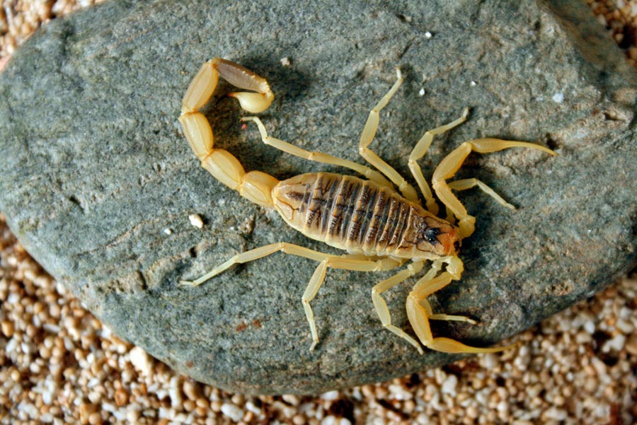 poisonous animals ядовитые животные Желтый скорпион yellow scorpion