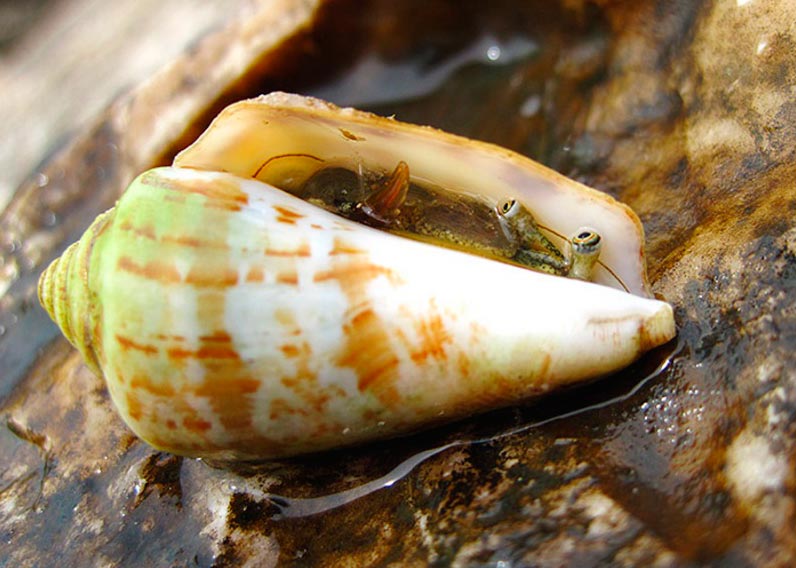 poisonous animals ядовитые животные Моллюск конус clam cone