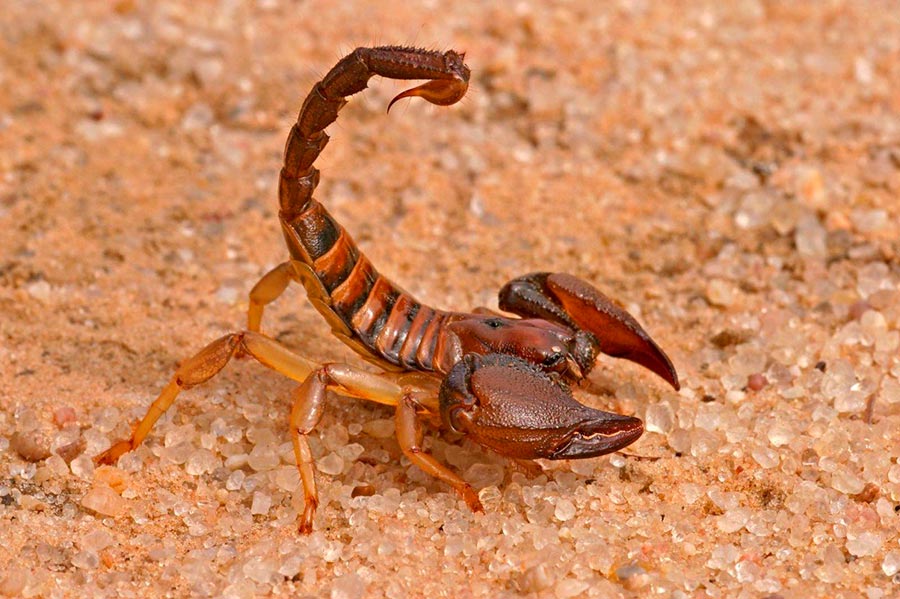 poisonous animals ядовитые животные Индийский красный скорпион indian red scorpion