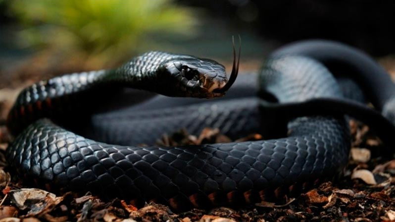 poisonous animals ядовитые животные Черная мамба black mamba