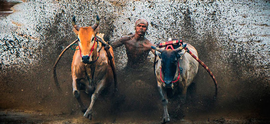 Гонки на быках в Индонезии пачу джави pacu jawi