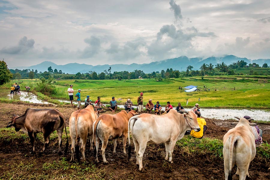 Гонки на быках в Индонезии пачу джави pacu jawi