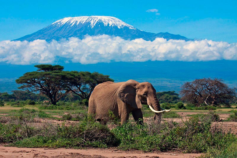 Места на Земле могут исчезнут Гора Килиманджаро