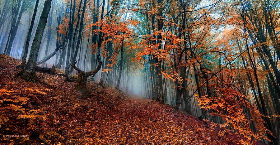Осень на снимках Сергея Полюшко