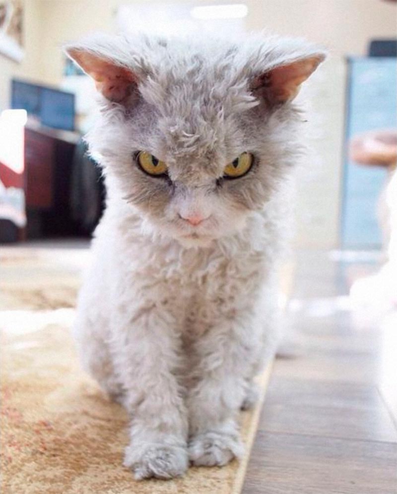 Альберт — самый злой котик Albert evil cat