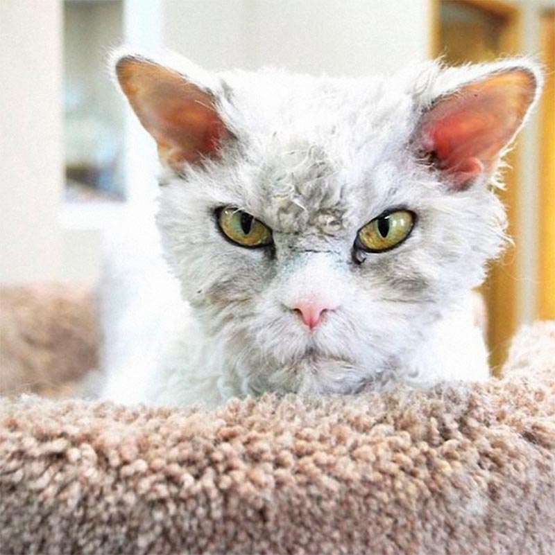 Альберт — самый злой котик Albert evil cat