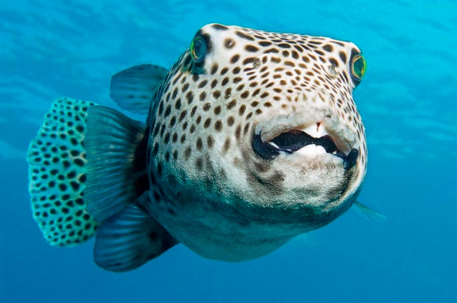 животные могут быть опасными animals can be dangerous Иглобрюхие blowfish