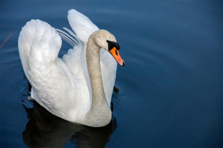 животные могут быть опасными animals can be dangerous Лебедь swan