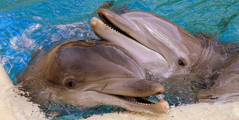 животные могут быть опасными animals can be dangerous Дельфин dolphin
