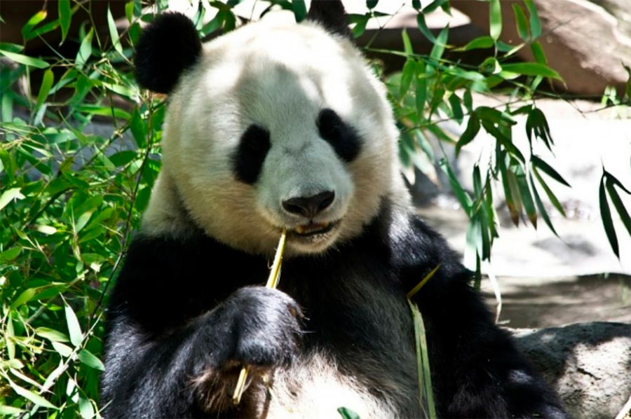 животные могут быть опасными animals can be dangerous Панда panda