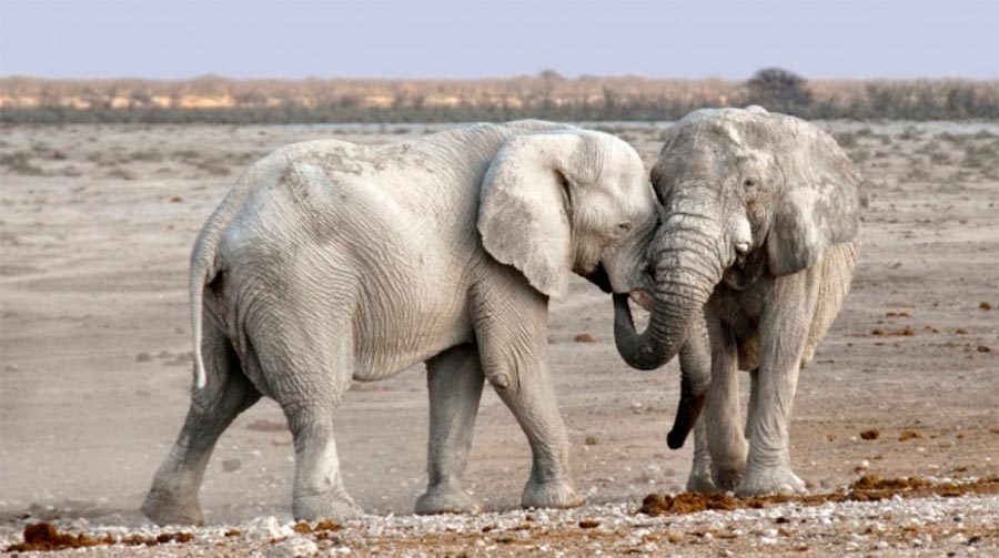 животные могут быть опасными animals can be dangerous Слон elephant