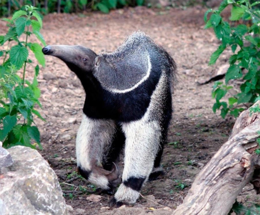 животные могут быть опасными animals can be dangerous Муравьед anteater