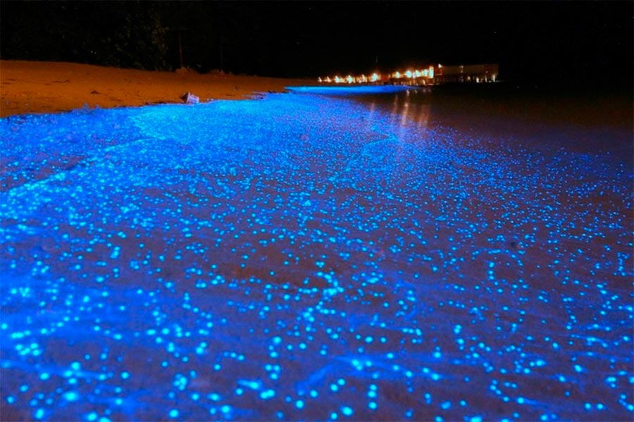 свечение мальдивских пляжей the glow of the Maldivian beaches