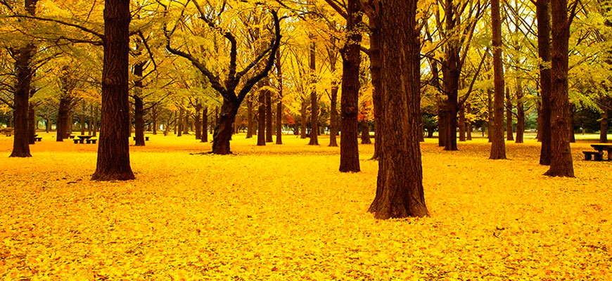 городской парк city park Парк Ёёги Токио Япония Yoyogi park Totyo Japan