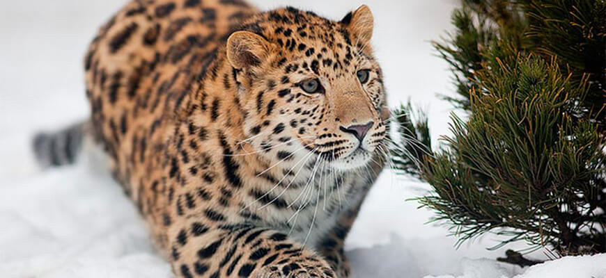 животные на грани вымирания Дальневосточный леопард